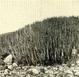 L’euforbia delle Canarie