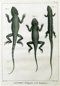 Lézards d'Egypte et de Babylonie - Olivier Guillaume Antoine - 1801