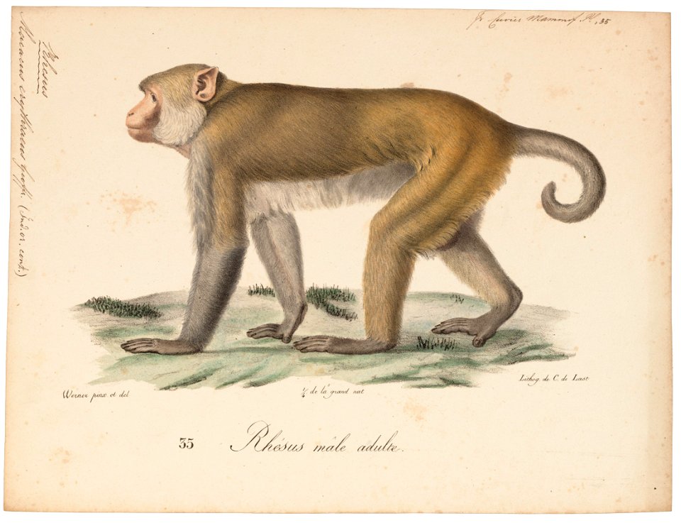 Macacus erythraeus - 1818-1842 - Print - Iconographia Zoologica - Special Collections University of Amsterdam - UBA01 IZ20000083