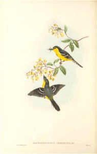 Machaerirhynchus nigripectus - The Birds of New Guinea