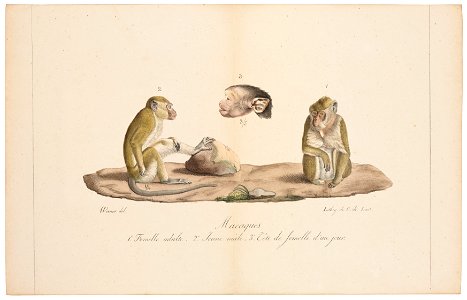 Macacus cynomolgus - 1818-1842 - Print - Iconographia Zoologica - Special Collections University of Amsterdam - UBA01 IZ20000003