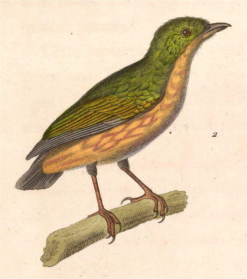 Machaeropterus regulus female 1838