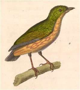 Machaeropterus regulus female 1838