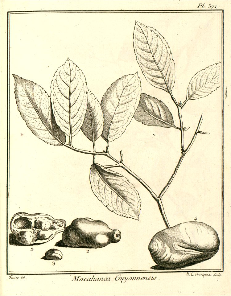Macahanea guianensis Aublet 1775 pl 371
