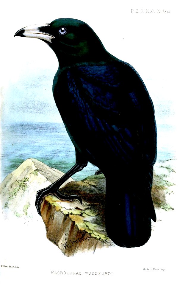 Macrocorax woodfordi