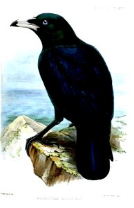 Macrocorax woodfordi