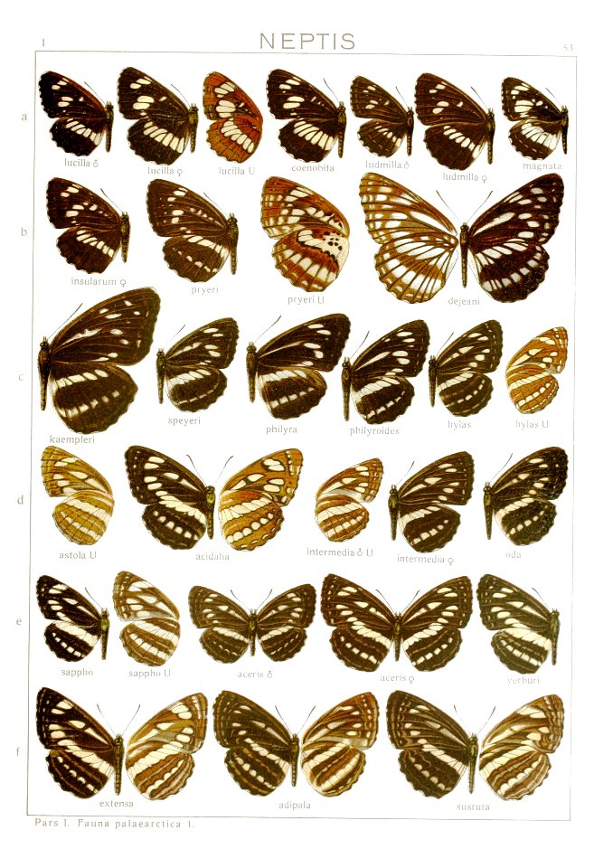 Macrolepidoptera01seitz 0113, weißer Hintergrund