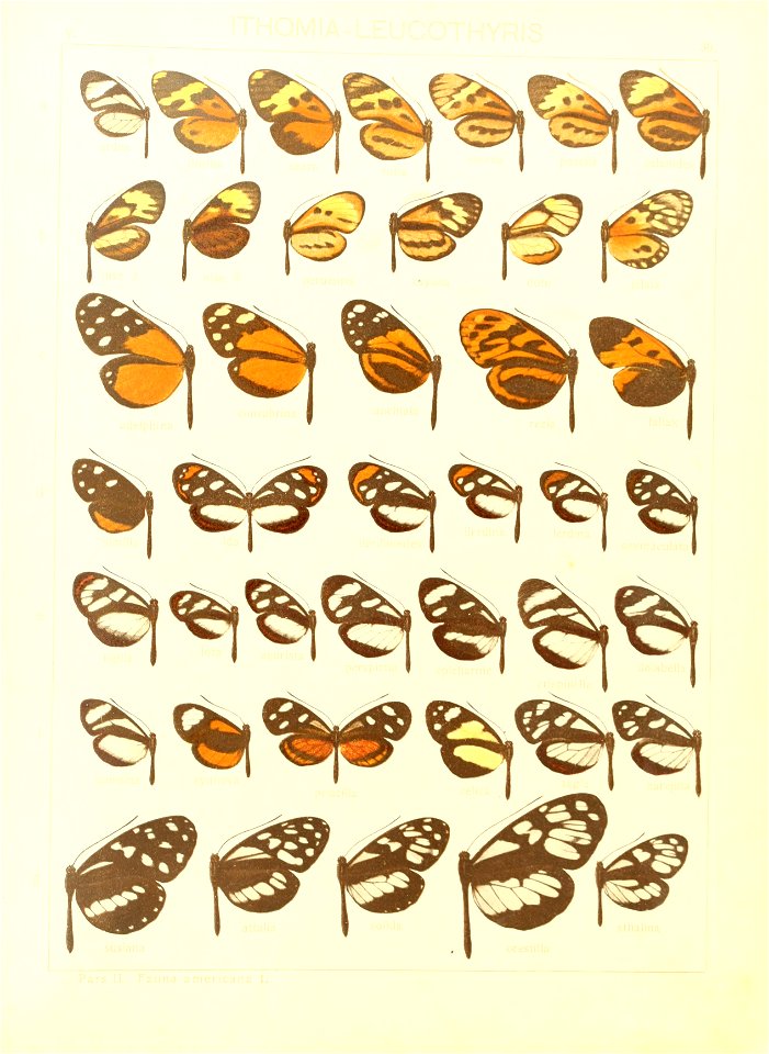 Macrolepidoptera15seit 0085