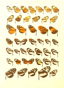 Macrolepidoptera15seit 0085
