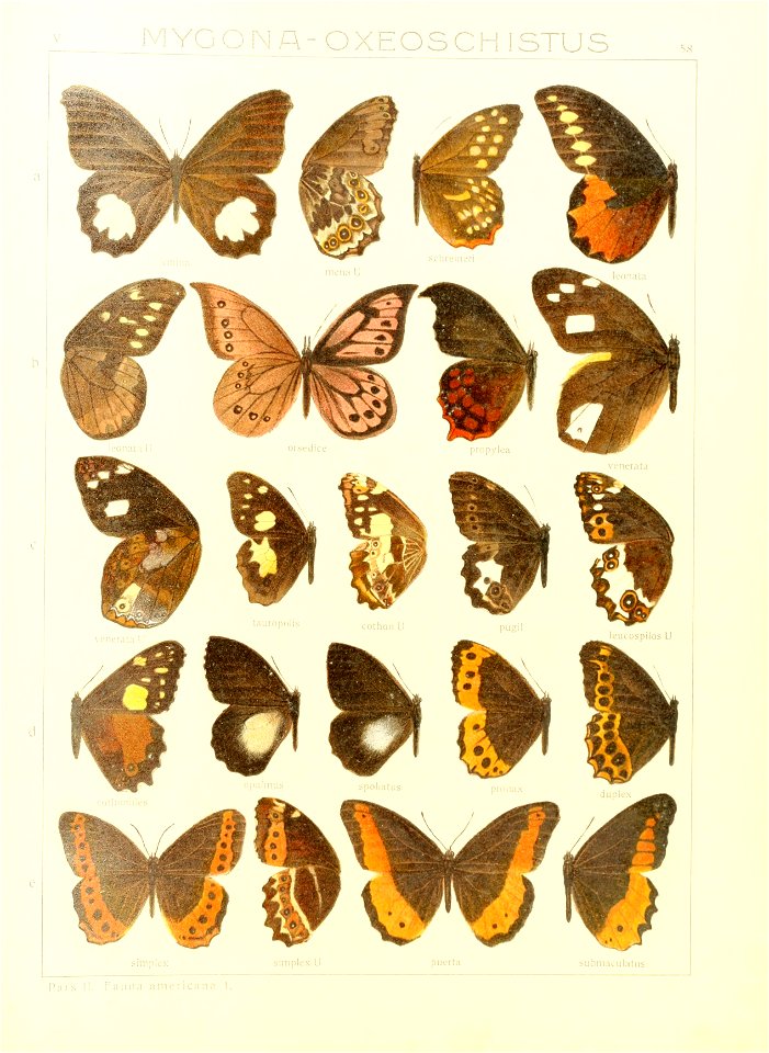 Macrolepidoptera15seit 0125