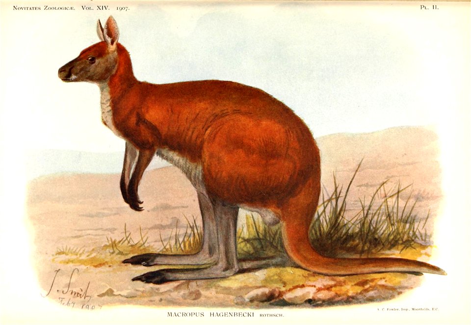 Macropus hagenbecki 1907