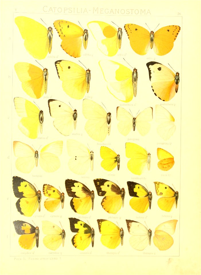 Macrolepidoptera15seit 0061