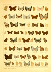 Macrolepidoptera01seitz 0171