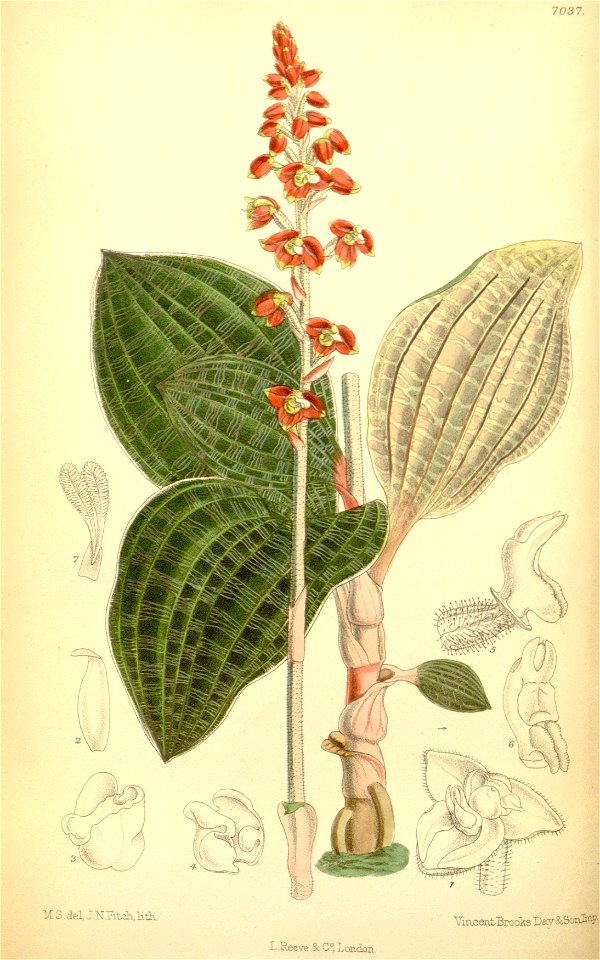 Macodes petola (as Macodes javanica) - Curtis' 115 (Ser. 3 no. 45) pl. 7037 (1889)
