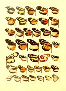 Macrolepidoptera15seit 0069