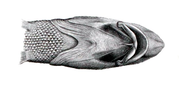 Macrourus carinatus1