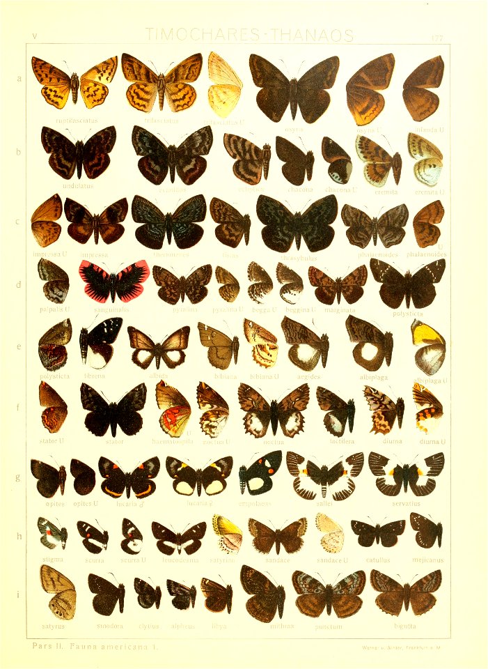 Macrolepidoptera15seit 0381
