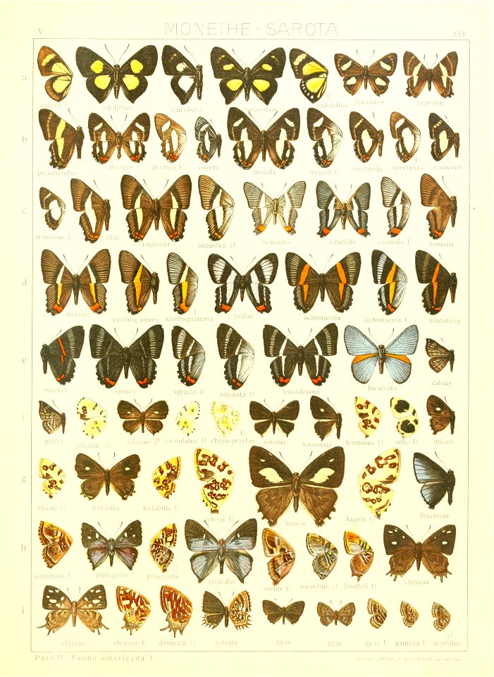 Macrolepidoptera15seit 0293