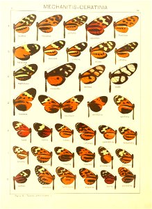 Macrolepidoptera15seit 0077