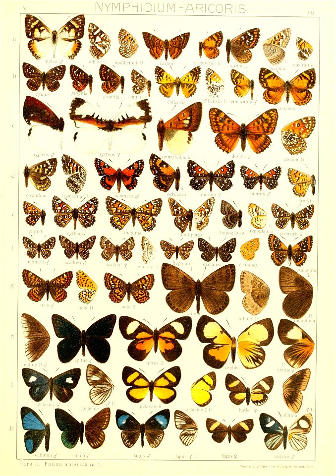 Macrolepidoptera15seit 0309