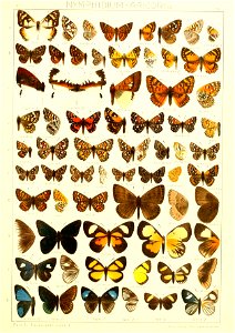 Macrolepidoptera15seit 0309