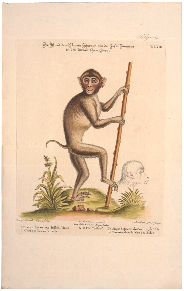 Macacus nemestrinus - 1700-1880 - Print - Iconographia Zoologica - Special Collections University of Amsterdam - UBA01 IZ20000043