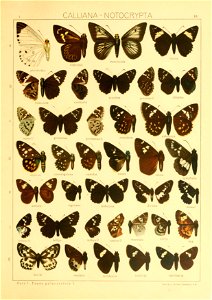 Macrolepidoptera01seitz 0175