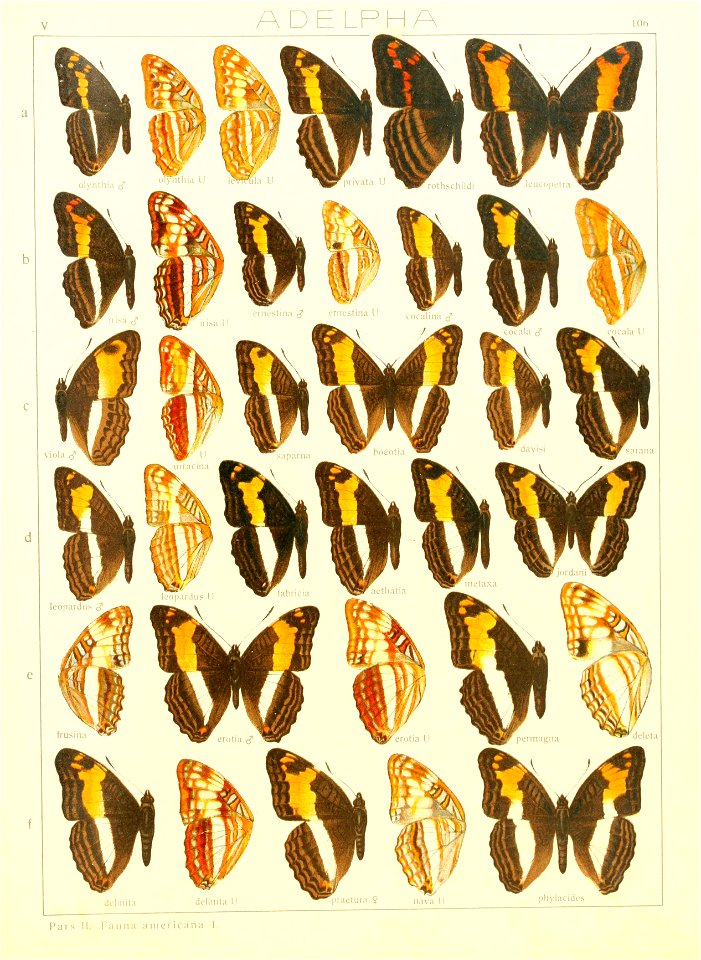 Macrolepidoptera15seit 0229