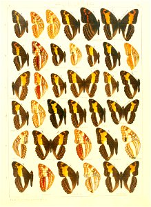 Macrolepidoptera15seit 0229