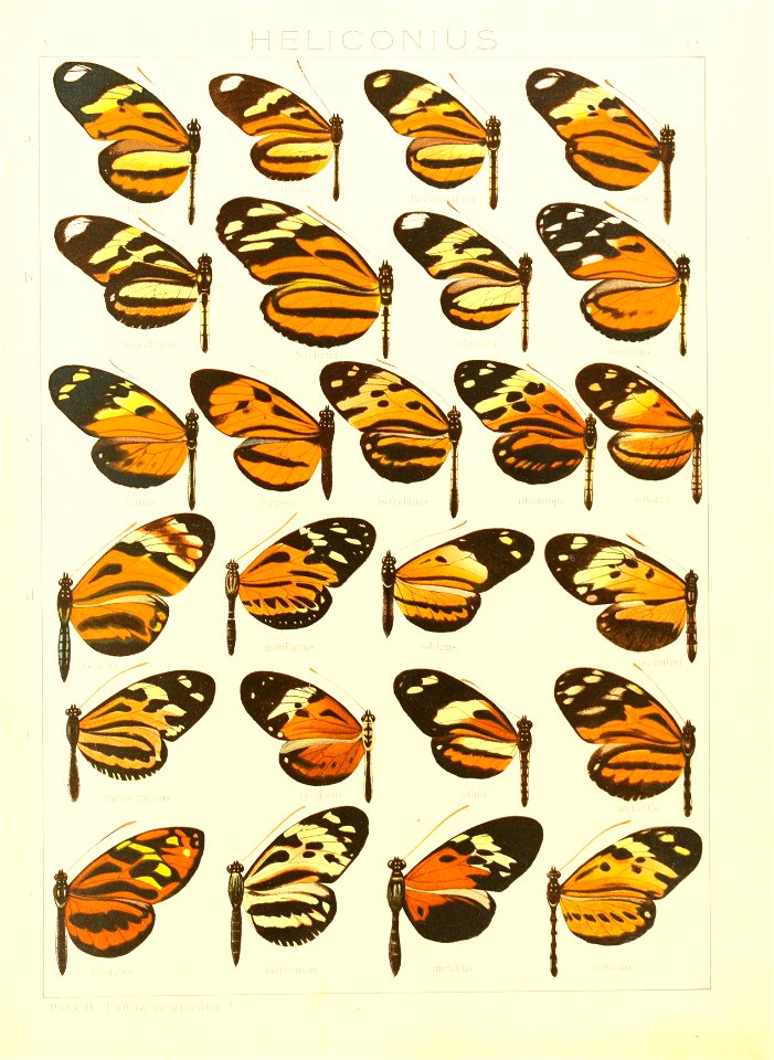 Macrolepidoptera15seit 0153