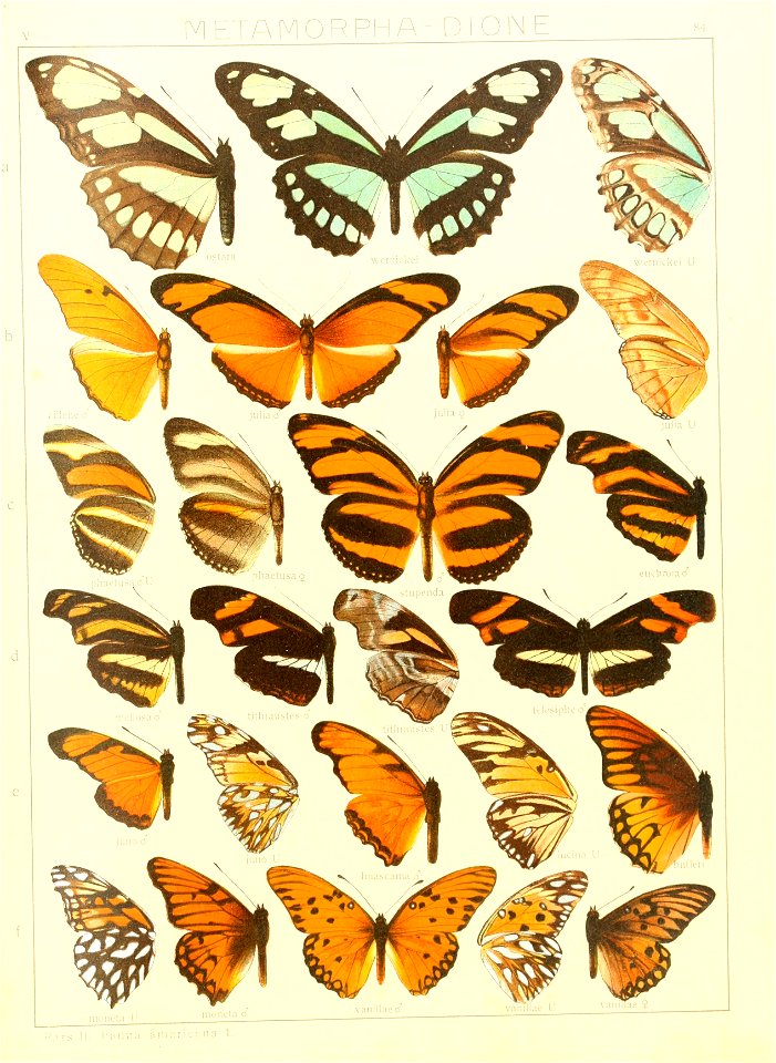 Macrolepidoptera15seit 0177