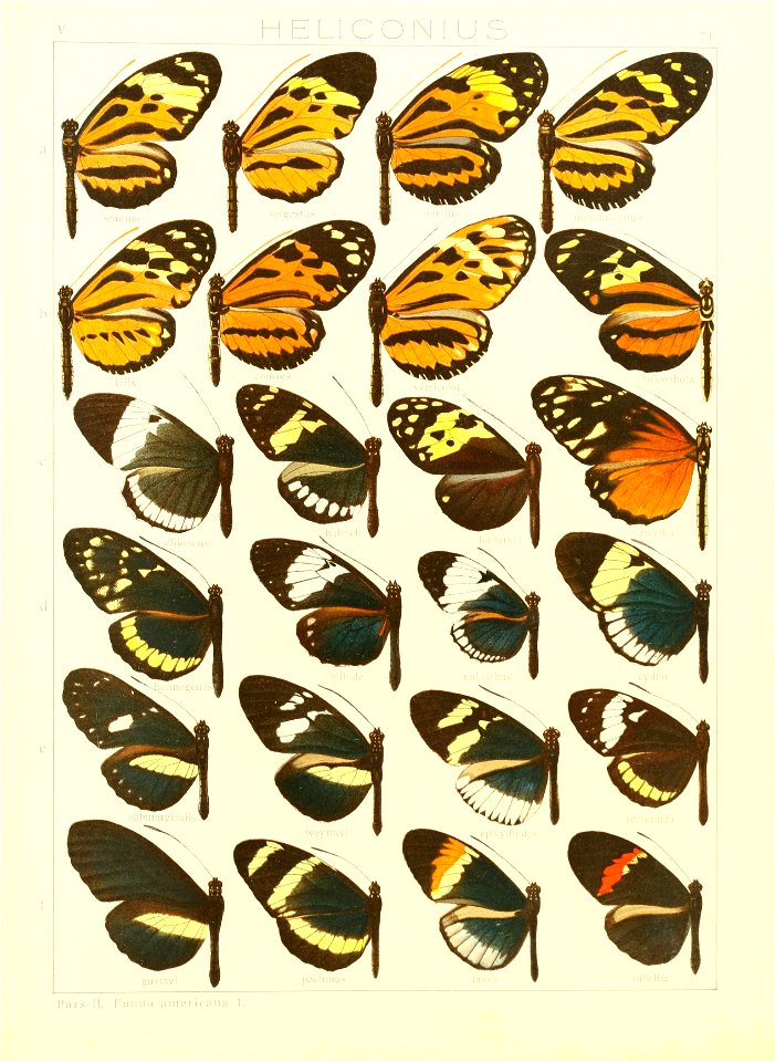 Macrolepidoptera15seit 0157