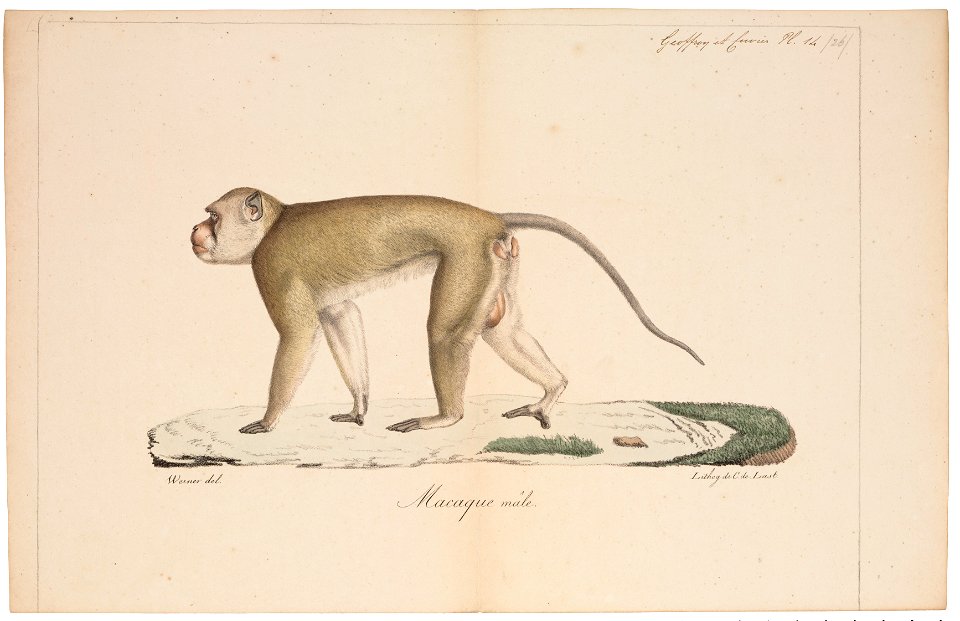 Macacus cynomolgus - 1818-1842 - Print - Iconographia Zoologica - Special Collections University of Amsterdam - UBA01 IZ20000001