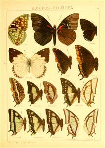Macrolepidoptera01seitz 0111