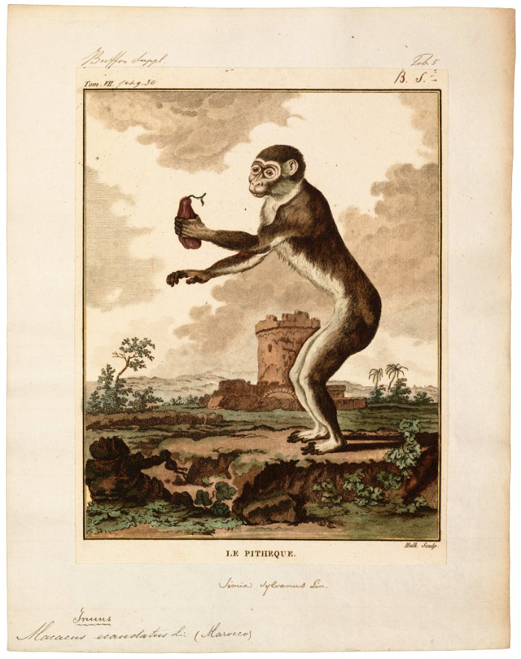 Macacus ecaudatus - 1700-1880 - Print - Iconographia Zoologica - Special Collections University of Amsterdam - UBA01 IZ20000047