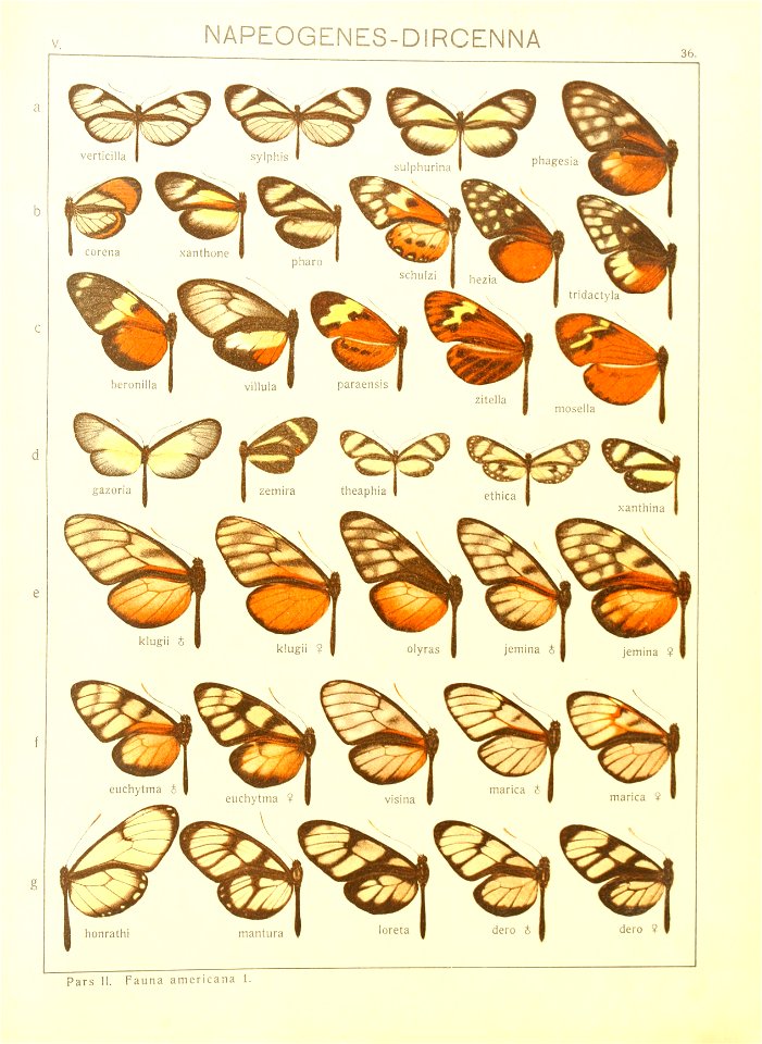 Macrolepidoptera15seit 0081