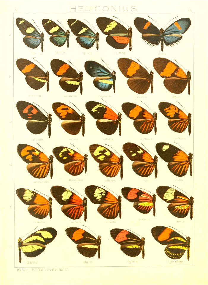 Macrolepidoptera15seit 0165