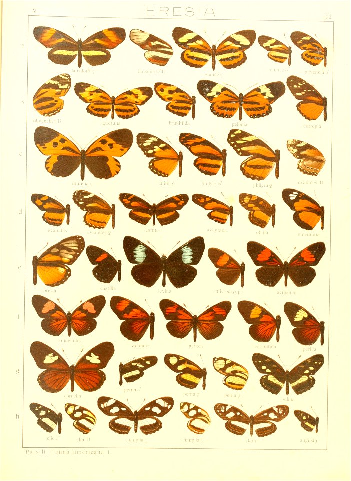 Macrolepidoptera15seit 0193
