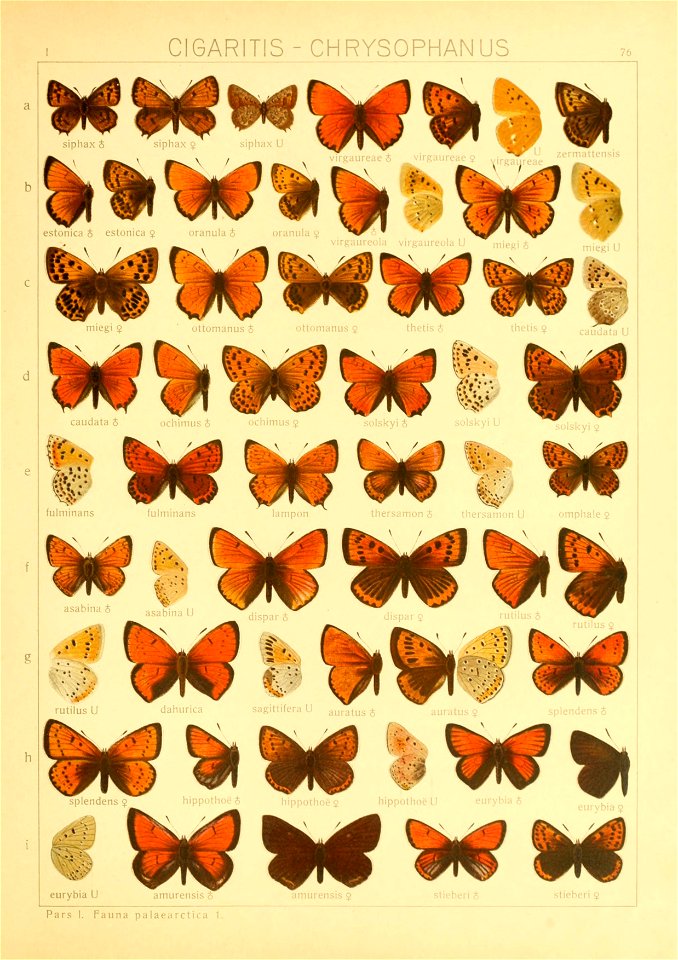 Macrolepidoptera01seitz 0159