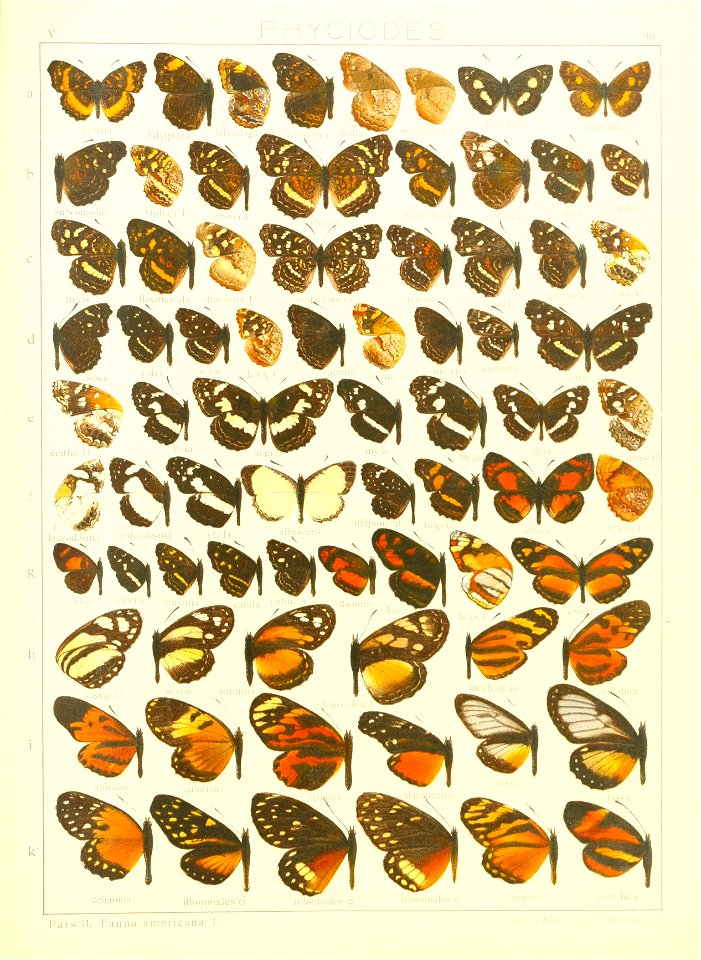 Macrolepidoptera15seit 0189
