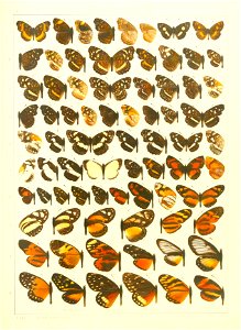 Macrolepidoptera15seit 0189
