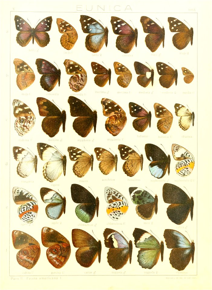 Macrolepidoptera15seit 0209