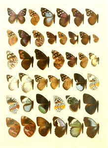 Macrolepidoptera15seit 0209