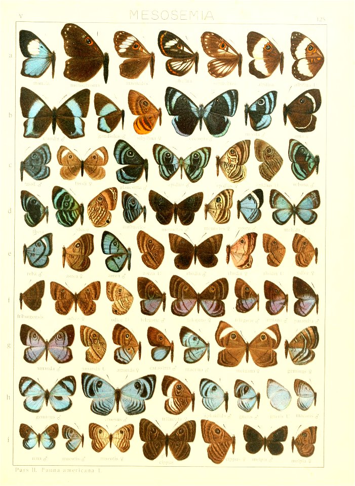 Macrolepidoptera15seit 0277