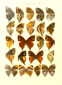 Macrolepidoptera15seit 0129