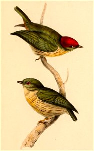Machaeropterus regulus 1841