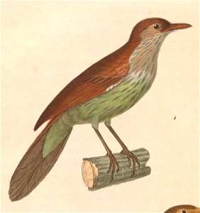 Macronus gularis 1838
