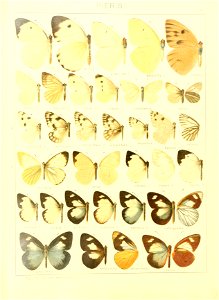 Macrolepidoptera15seit 0047