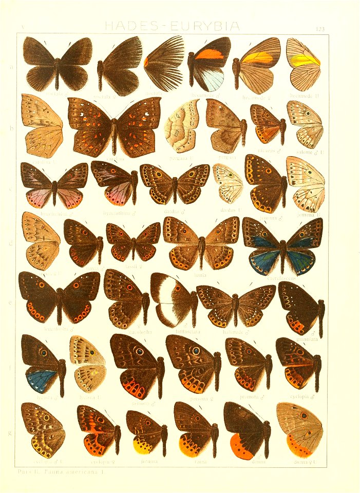 Macrolepidoptera15seit 0273