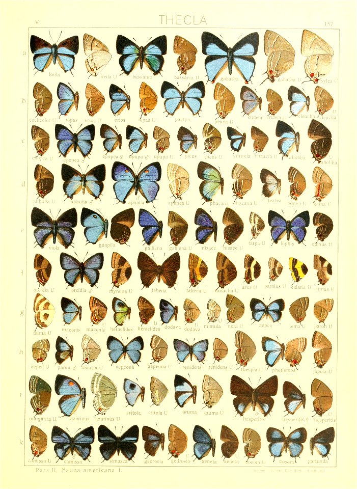 Macrolepidoptera15seit 0341